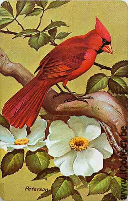 Single Swap Playing Cards Animal Bird Cardinal (PS12-27G)
