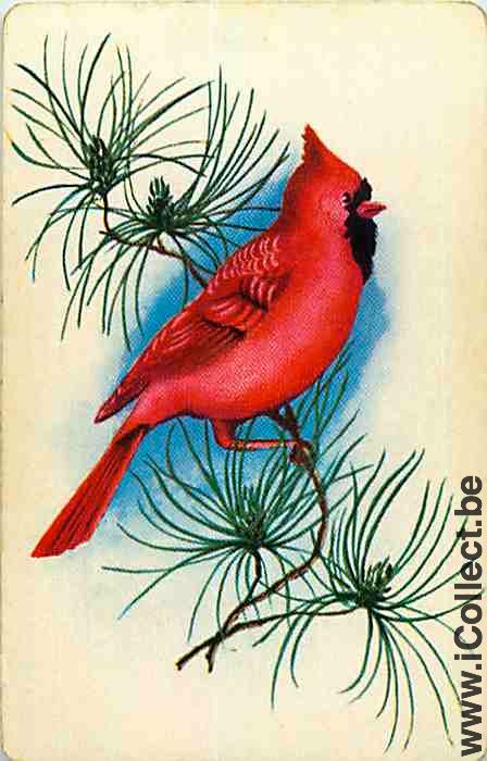 Single Swap Playing Cards Animal Bird Cardinal (PS12-27I)
