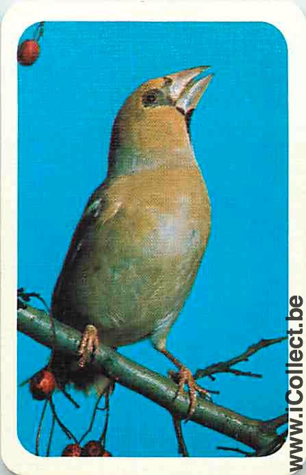 Single Swap Playing Cards Animal Bird (PS12-28A)