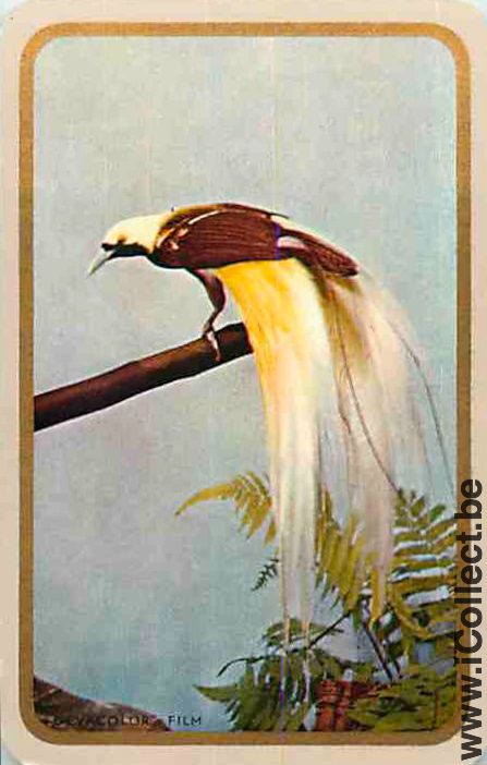 Single Swap Playing Cards Animal Bird (PS05-31G) - Click Image to Close