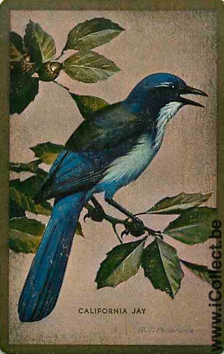 Single Swap Playing Cards Animal Bird California Jay (PS12-31B)