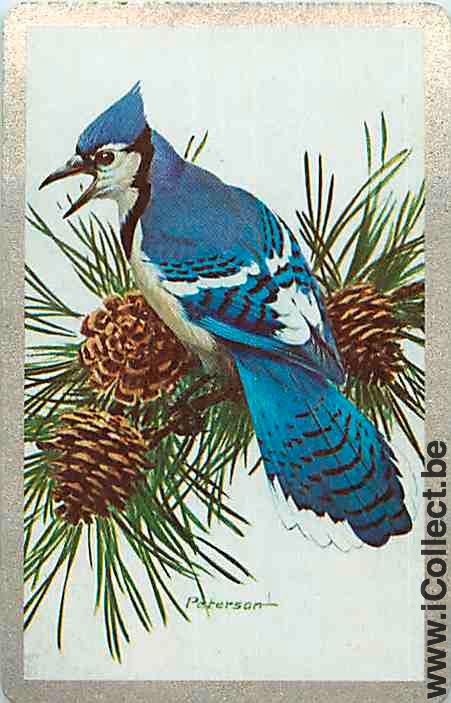 Single Swap Playing Cards Animal Bird (PS12-31D)