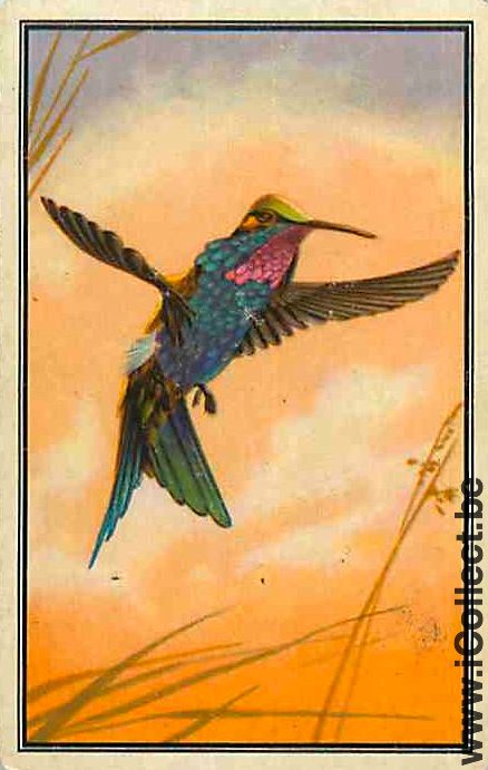 Single Swap Playing Cards Animal Bird (PS12-32G)