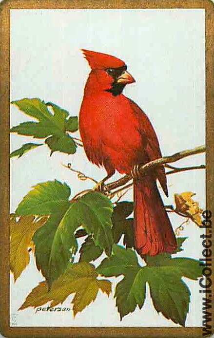 Single Swap Playing Cards Animal Bird Cardinal (PS12-32H)