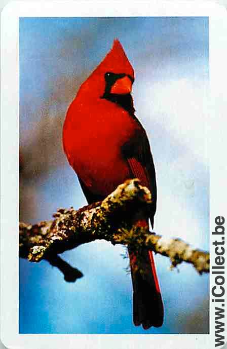 Single Swap Playing Cards Animal Bird Cardinal (PS12-32I)