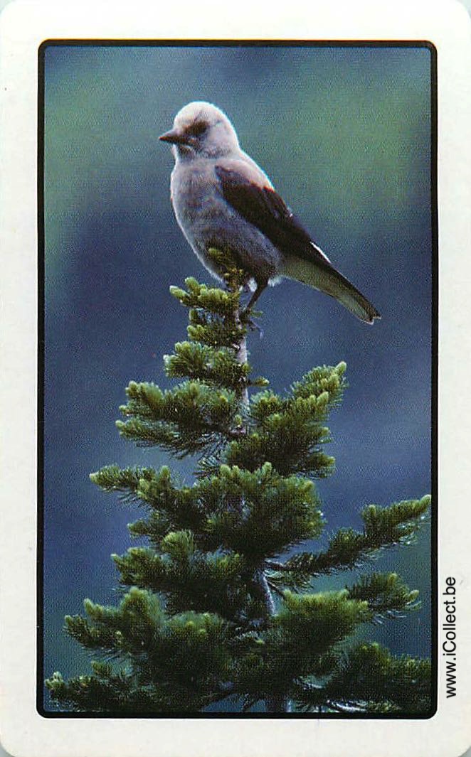 Single Swap Playing Cards Bird (PS12-31H) - Click Image to Close