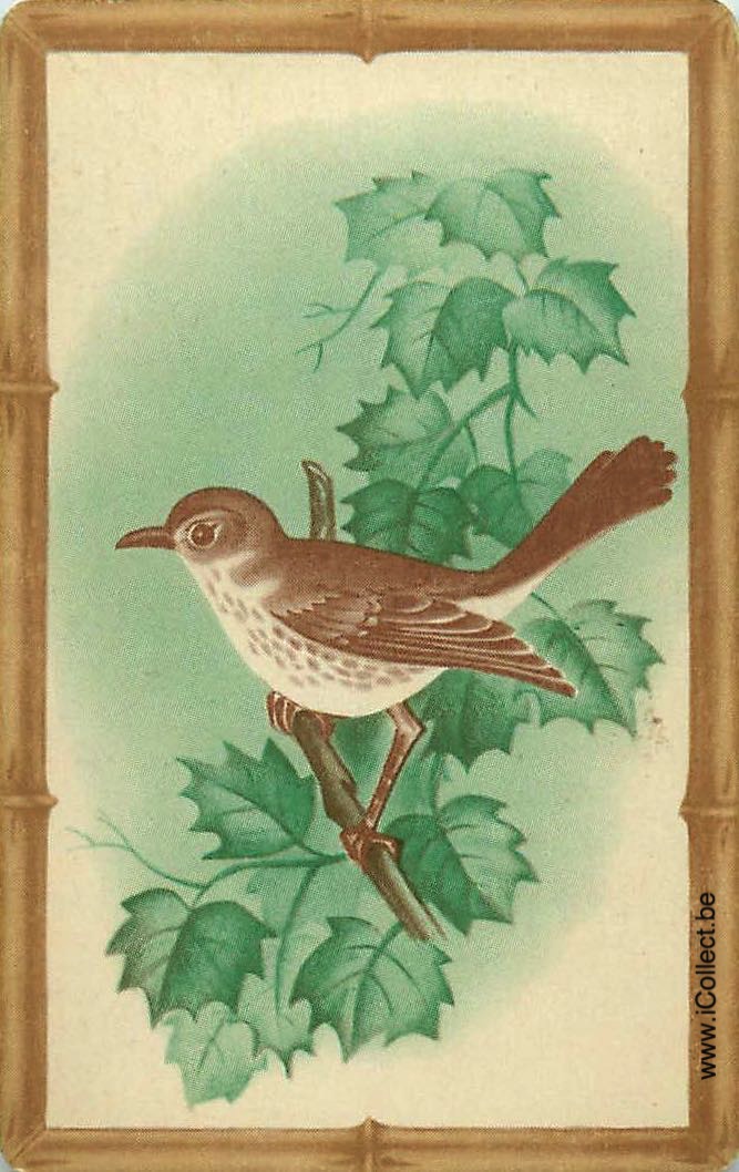 Single Swap Playing Cards Bird (PS12-36B) - Click Image to Close