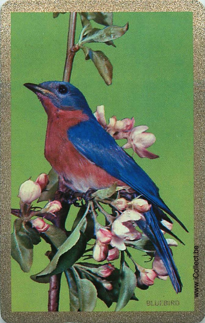 Single Swap Playing Cards Bird Bluebird (PS12-37F) - Click Image to Close