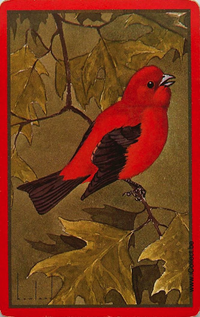 Single Swap Playing Cards Bird Howland (PS12-39C) - Click Image to Close