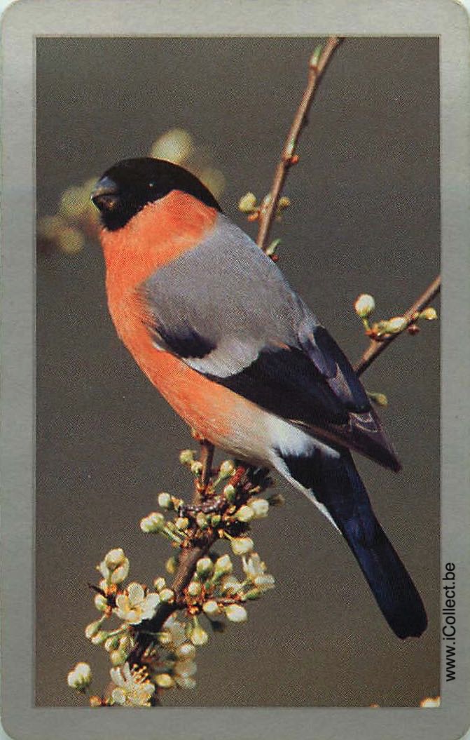 Single Swap Playing Cards Bird (PS12-39E)