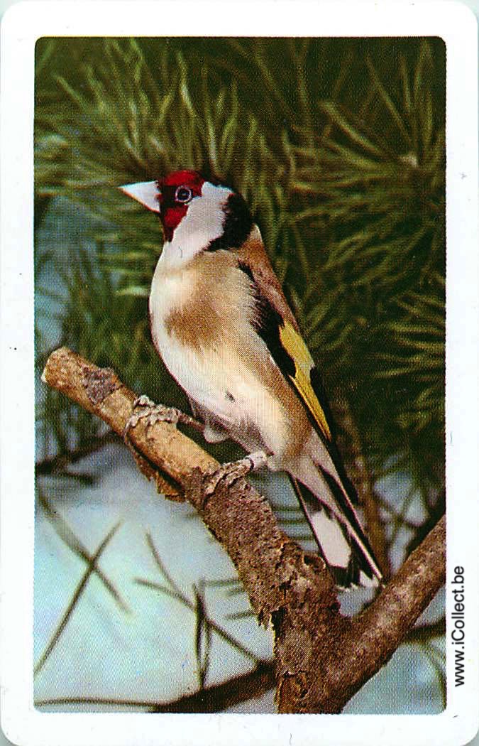 Single Swap Playing Cards Bird (PS12-42A) - Click Image to Close