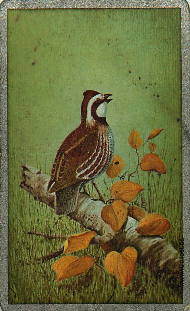 Single Swap Playing Cards Bird (PS18-51B)