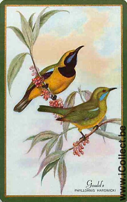 Single Swap Playing Cards Animal Birds (PS12-34A)