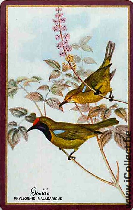 Single Swap Playing Cards Animal Birds (PS12-34B)