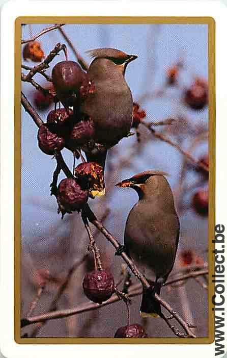 Single Swap Playing Cards Animal Birds (PS12-34I)