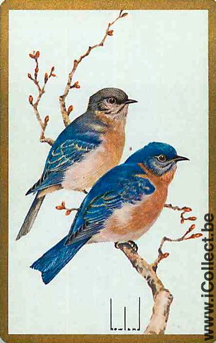 Single Swap Playing Cards Animal Birds (PS12-36D)
