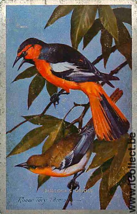Single Swap Playing Cards Animal Birds (PS12-36E)