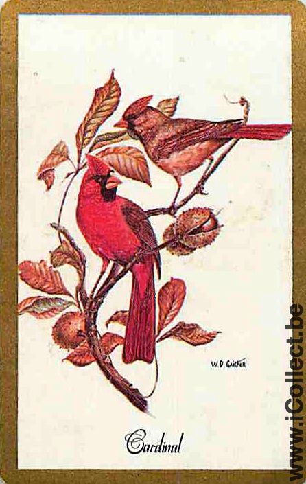 Single Swap Playing Cards Animal Bird Cardinal (PS12-28G)