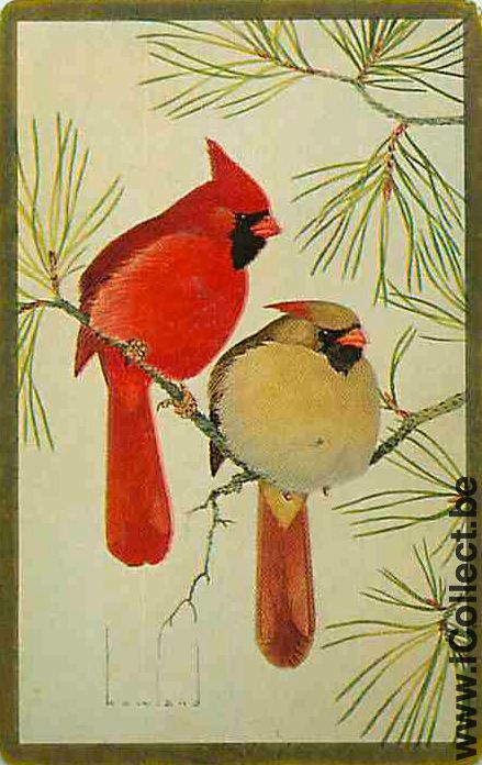 Single Swap Playing Cards Animal Birds (PS12-36I)