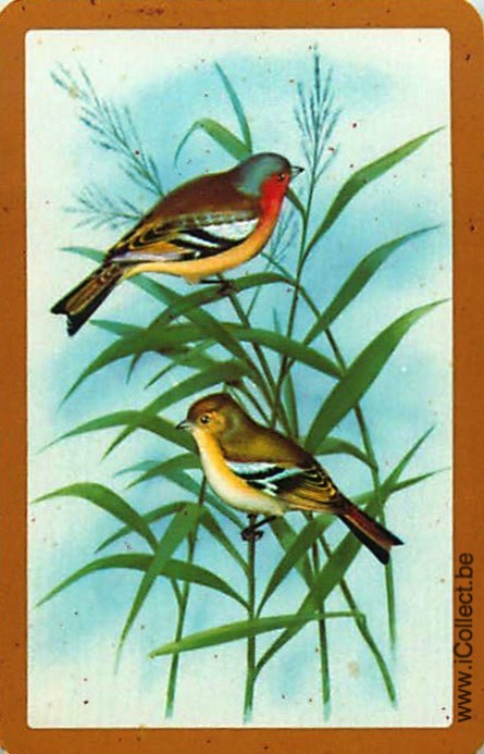 Single Swap Playing Cards Birds (PS20-52A)