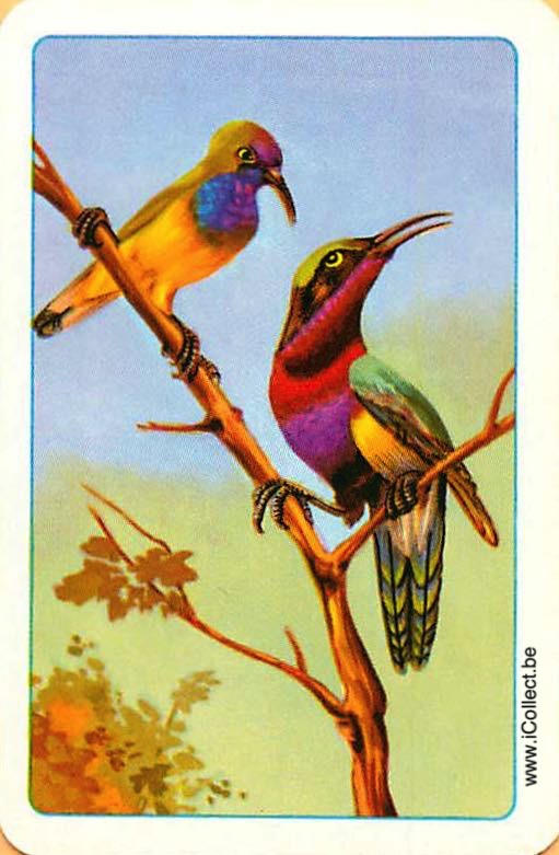 Single Swap Playing Cards Bird ** Mini ** (PS11-27B)