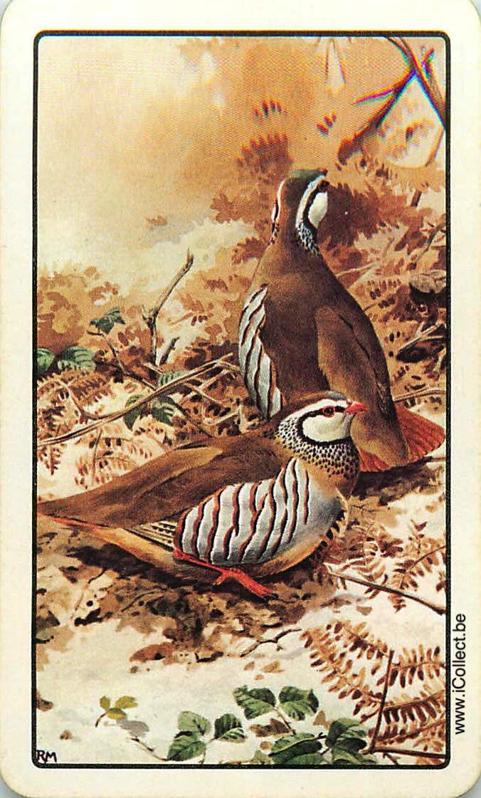 Single Swap Playing Cards Bird (PS18-56E)