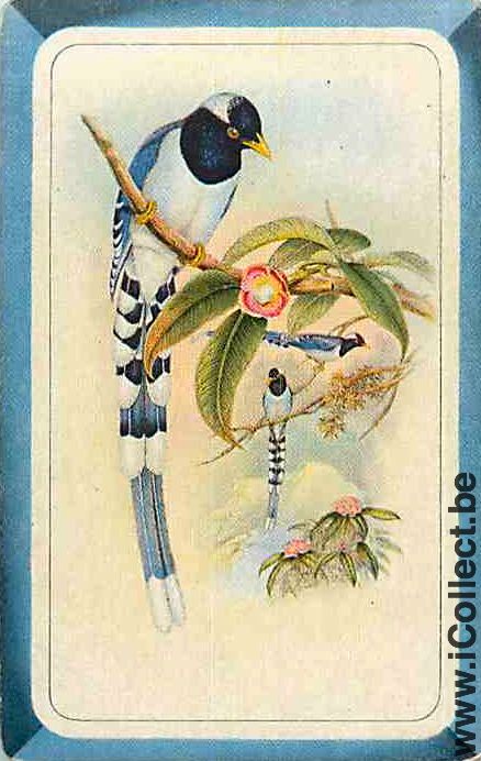Single Swap Playing Cards Animal Birds (PS12-37H)