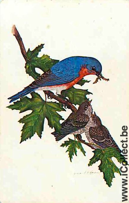 Single Swap Playing Cards Animal Birds (PS12-38F)