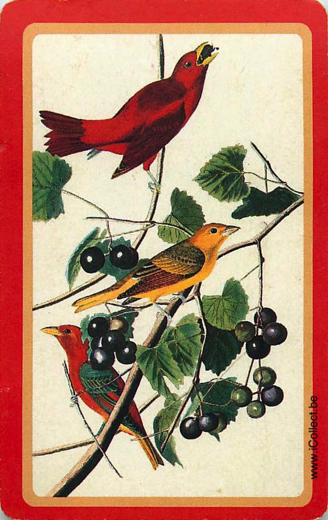 Single Swap Playing Cards Bird (PS12-52E)