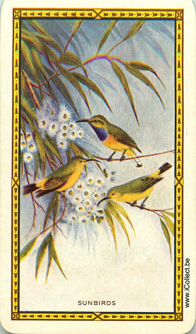 Single Swap Playing Cards Bird Sunbirds (PS18-57G)