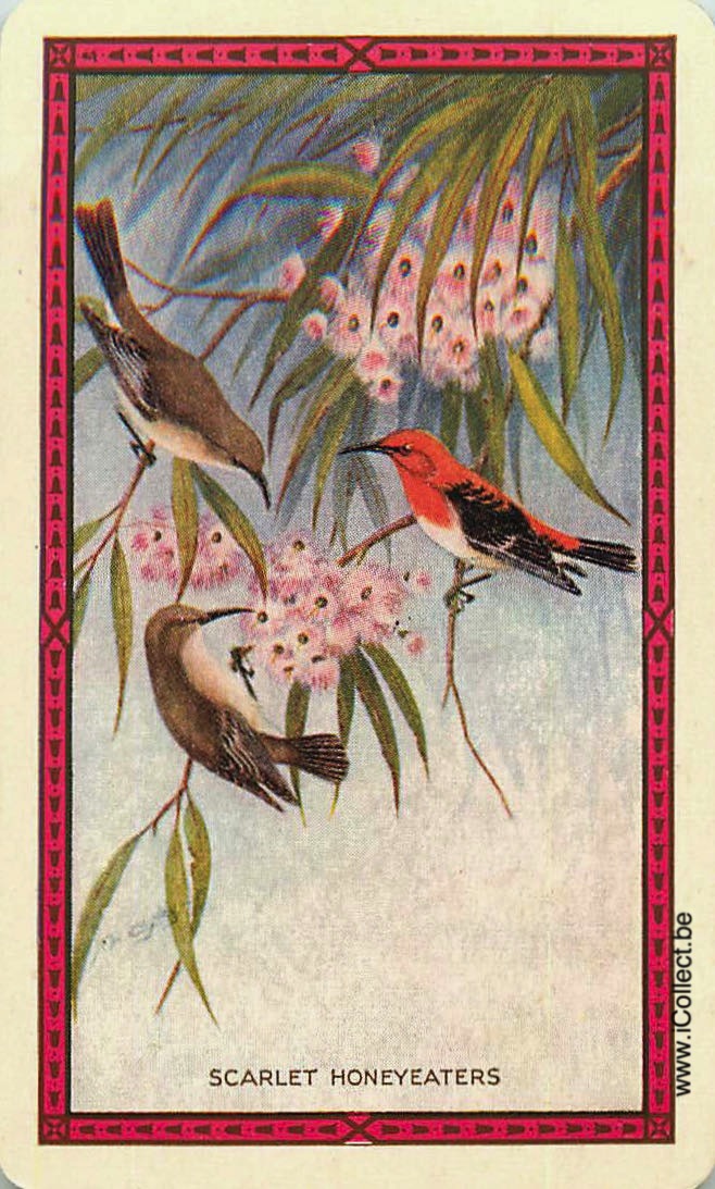 Single Swap Playing Cards Bird Scarlet Honeyeaters (PS18-57I)