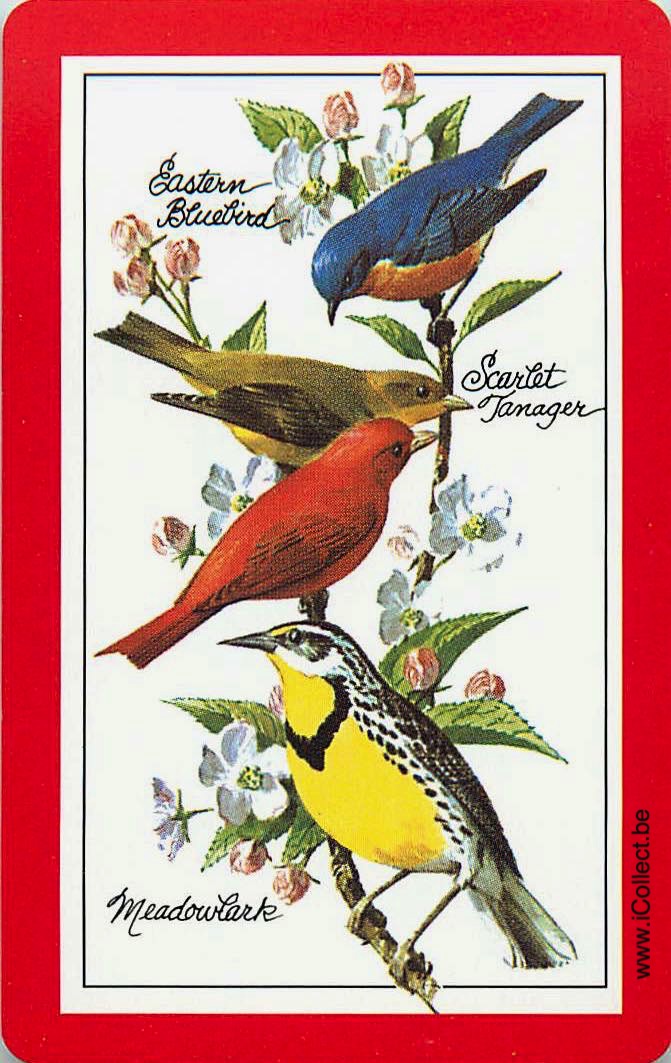 Single Swap Playing Cards Bird (PS12-60B)