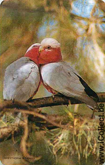Single Swap Playing Cards Animal Bird Parakets (PS12-02B) - Click Image to Close