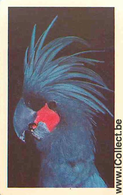Single Swap Playing Cards Animal Bird Parrot (PS12-06B) - Click Image to Close