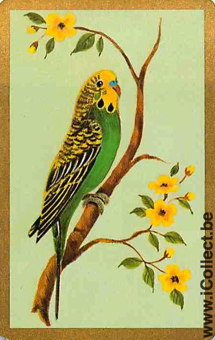 Single Swap Playing Cards Animal Bird Parakets (PS12-14E)