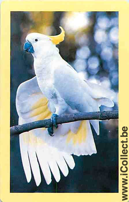 Single Swap Playing Cards Animal Bird Parrot (PS12-19E) - Click Image to Close