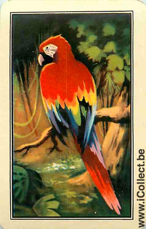 Single Swap Playing Cards Animal Bird Parrot (PS12-32C)
