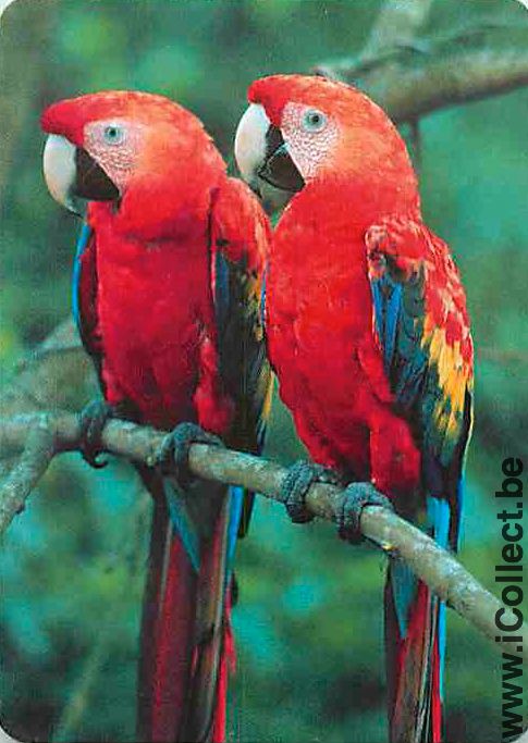 Single Swap Playing Cards Animal Bird Parrots (PS12-33F) - Click Image to Close