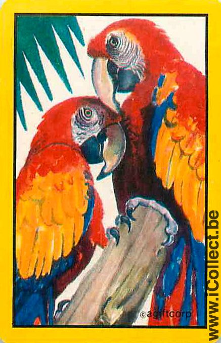 Single Swap Playing Cards Animal Bird Parrots (PS12-33H)