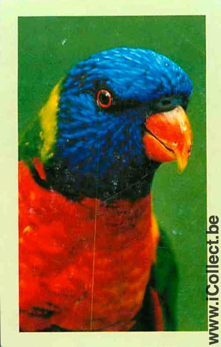 Single Swap Playing Cards Animal Bird Parrot (PS12-37A)