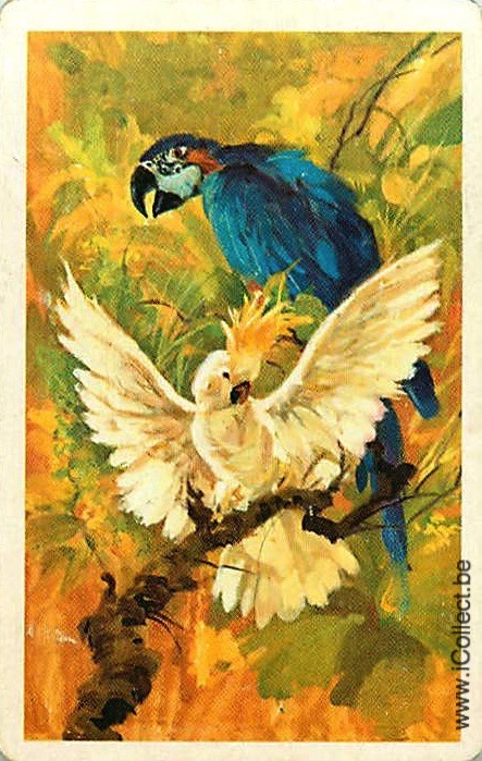 Single Swap Playing Cards Bird Parrots (PS20-30H)