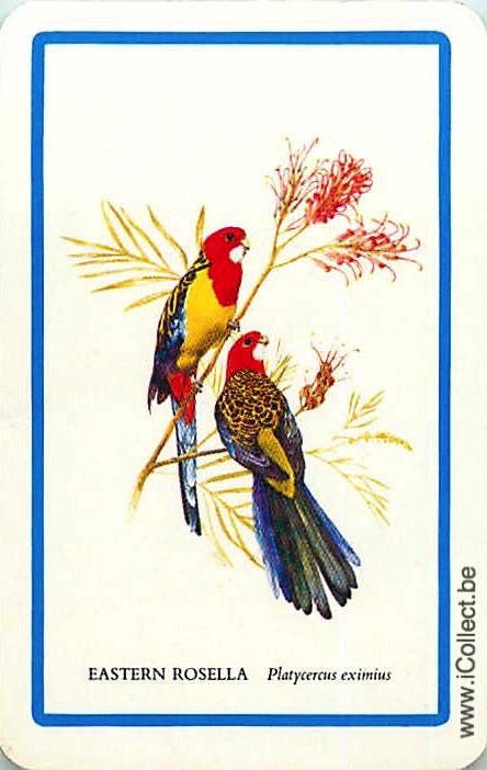 Single Swap Playing Cards Bird Parrots Rosella (PS20-32D)