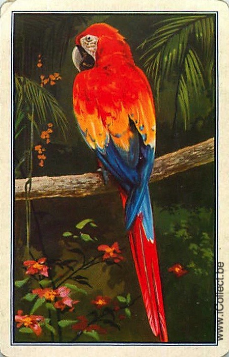 Single Swap Playing Cards Bird Parrots (PS20-32E)