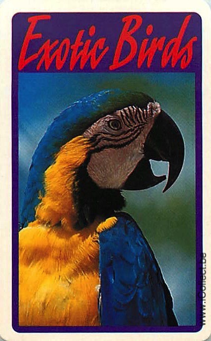 Single Swap Playing Cards Bird Parrots Exotic (PS20-32F)