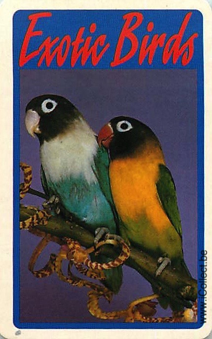 Single Swap Playing Cards Bird Parrots Exotic (PS20-32G)