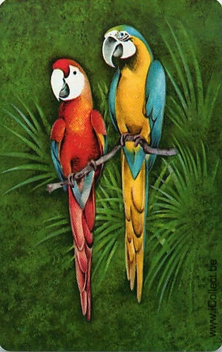 Single Swap Playing Cards Bird Parrots (PS20-32H)