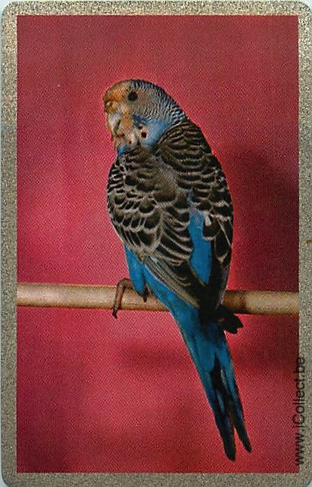 Single Swap Playing Cards Bird Parrots (PS20-33F)