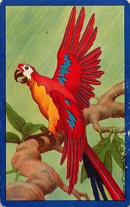 Single Swap Playing Cards Bird Parrots (PS20-34A)
