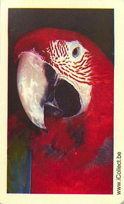 Single Swap Playing Cards Bird Parrots (PS20-34F)