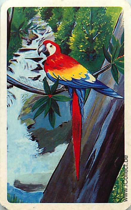 Single Swap Playing Cards Bird Parrots (PS20-34G)